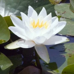 Roots Plants Large Water Lily | Nymphaea Gladstoniana