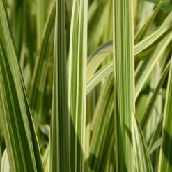 Roots Plants Variegated Reed Sweet Grass | Glyceria Maxima Variegata