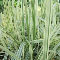 Roots Plants Variegated Reed Sweet Grass | Glyceria Maxima Variegata