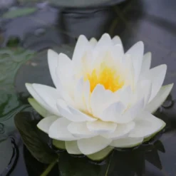 Roots Plants White Water Lily | Nymphaea Gonnere