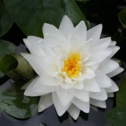 Roots Plants White Water Lily | Nymphaea Gonnere