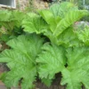Roots Plants Giant Rhubarb | Gunnera Manicata 2 Roots Plants Giant Rhubarb | Gunnera Manicata