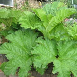 Roots Plants Giant Rhubarb | Gunnera Manicata