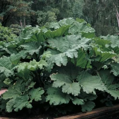Roots Plants Giant Rhubarb | Gunnera Manicata