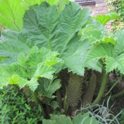 Roots Plants Giant Rhubarb | Gunnera Manicata