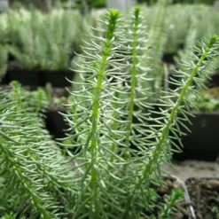 Roots Plants All Pond Plants Mare's Tail | Hippuris Vulgaris| Oxygenating 1L Pot