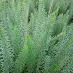 Roots Plants All Pond Plants Mare's Tail | Hippuris Vulgaris| Oxygenating 1L Pot