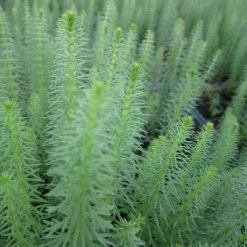 Roots Plants All Pond Plants Mare's Tail | Hippuris Vulgaris| Oxygenating 1L Pot