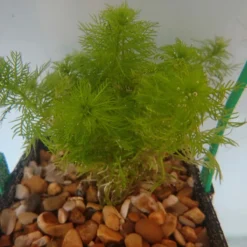 Roots Plants 5 Water Violet Plants| Oxygenating | 9cm Pots