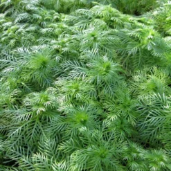 Roots Plants 5 Water Violet Plants| Oxygenating | 9cm Pots