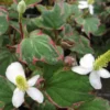 Roots Plants Houttuynia Cordata 'Boo Boo'