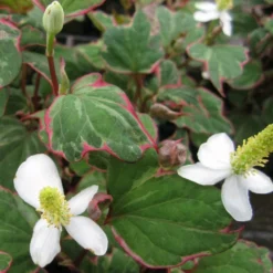 Roots Plants Houttuynia Cordata 'Boo Boo'