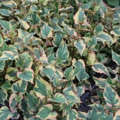 Roots Plants Houttuynia Cordata 'Chameleon'