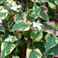 Roots Plants Houttuynia Cordata 'Chameleon'