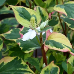 Roots Plants Houttuynia Cordata 'Chameleon'