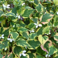 Roots Plants Houttuynia Cordata 'Chameleon'