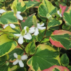 Roots Plants Houttuynia Cordata 'Chameleon'