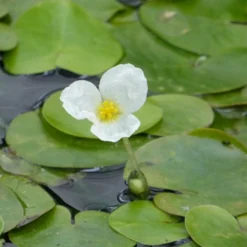 Roots Plants 5 Frogbit Plants | 9cm Pots