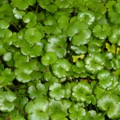 Roots Plants All Pond Plants Miniature Pennywort | Hydrocotyle Nova Zealand| Oxygenating 1L Pot