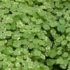 Roots Plants Crystal Confetti | Hydrocotyle Sibthorpioides Variegata| Oxygenating 1L Pot All Pond Plants