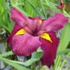 Roots Plants Irises Iris Louisiana 'Ann Chowning'