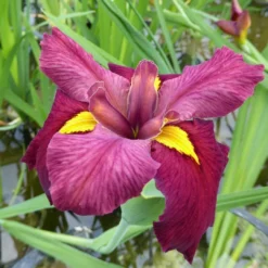 Roots Plants Irises Iris Louisiana 'Ann Chowning'