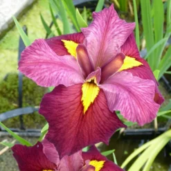 Roots Plants Irises Iris Louisiana 'Ann Chowning'