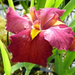Roots Plants Irises Iris Louisiana 'Ann Chowning'