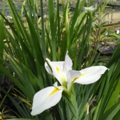 Roots Plants Iris Louisiana 'Her Highness'