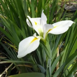 Roots Plants Iris Louisiana 'Her Highness'