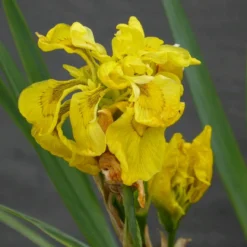 Roots Plants All Pond Plants Best Pond Plants For Any Size Pond | All In One | Oxygenating & Wildlife | Flowers & Structure