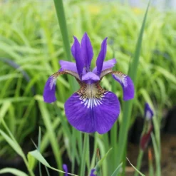 Roots Plants Iris Sibirica