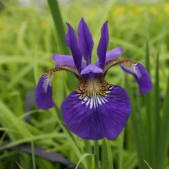 Roots Plants Iris Sibirica