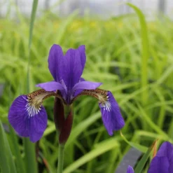 Roots Plants Iris Sibirica