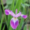 Roots Plants Iris Versicolor 'Kermesina' Irises