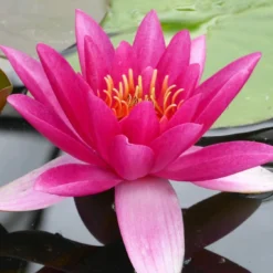 Roots Plants James Brydon Water Lily | Nymphaea