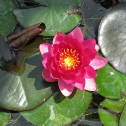 Roots Plants James Brydon Water Lily | Nymphaea