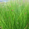 Roots Plants Grasses Soft Rush | Juncus Effusus