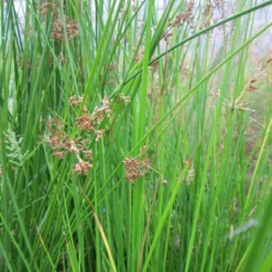 Roots Plants Grasses Soft Rush | Juncus Effusus
