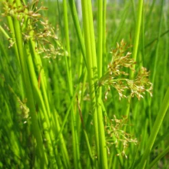 Roots Plants Grasses Soft Rush | Juncus Effusus