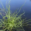 Roots Plants Grasses Corkscrew Rush | Juncus Effusus Spiralis