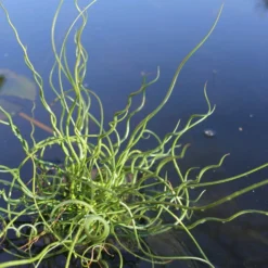 Roots Plants All Pond Plants Best Pond Plants For Any Size Pond | All In One | Oxygenating & Wildlife | Flowers & Structure