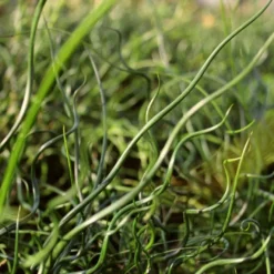 Roots Plants All Pond Plants Pond In A Pot Planting Kit | Oxygenating & Wildlife | Flowers & Structure