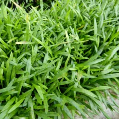 Roots Plants Grasses Brazilian Micro Sword | Lilaeopsis Brasiliensis| Oxygenating 1L Pot
