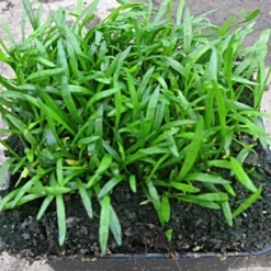 Roots Plants Grasses Brazilian Micro Sword | Lilaeopsis Brasiliensis| Oxygenating 1L Pot