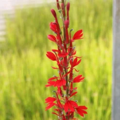 Roots Plants All Pond Plants Pond In A Pot Planting Kit | Oxygenating & Wildlife | Flowers & Structure