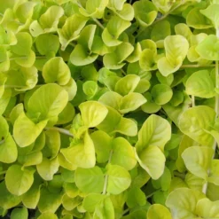 Roots Plants Golden Creeping Jenny | Lysimachia Nummularia 'Aurea'