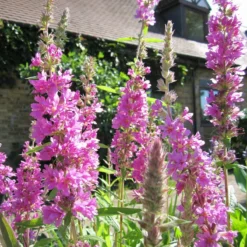Roots Plants All Pond Plants Purple Loosestrife | Lythrum Salicaria