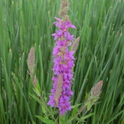 Roots Plants All Pond Plants Purple Loosestrife | Lythrum Salicaria