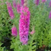 Roots Plants All Pond Plants Loosestrife | Lythrum Salicaria Robert